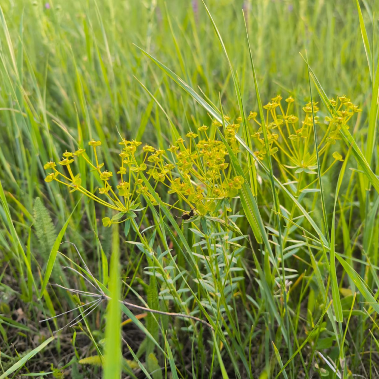 Gele bloeiende planten in een grasveld