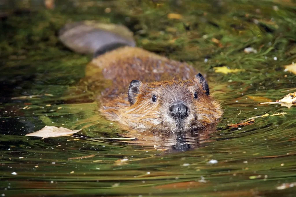 Bever zwemmend in het water, een beschermde soort binnen ecologisch onderzoek