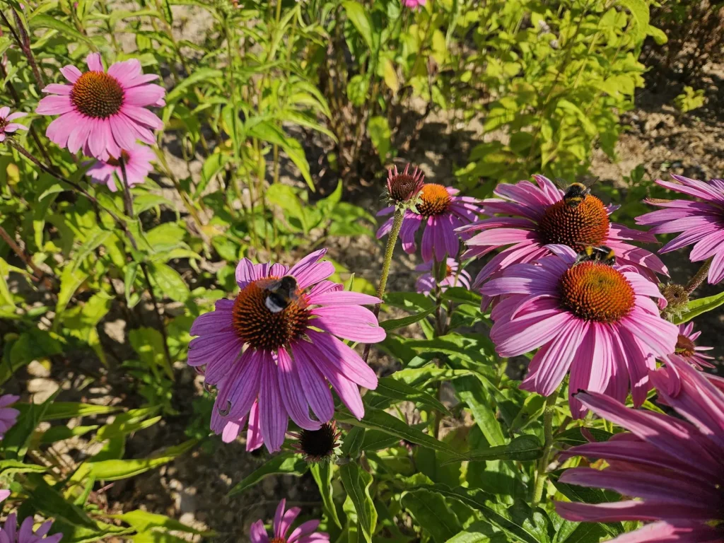 Bloeiende, insectvriendelijke beplanting als voorbeeld van natuurinclusief ontwerp