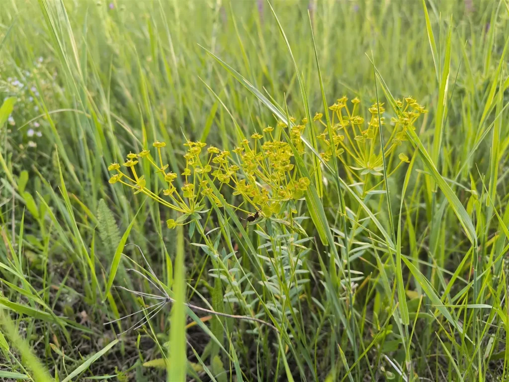 Zandwolfsmelk, een beschermde plantensoort die tijdens een quickscan natuurwaarden in kaart wordt gebracht